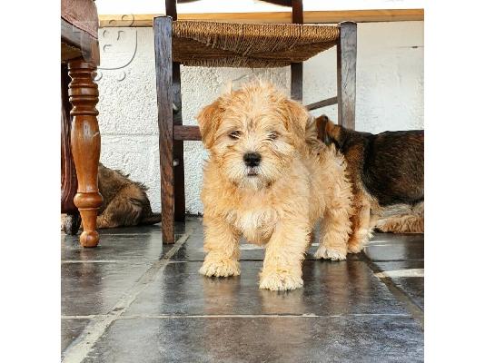 Shih tzu διασταύρωση μικροσκοπικά κουτάβια schnauzer